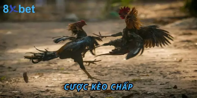 Cược kèo Chấp